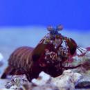Креветка-мантис арлекин MOdontodactylus scyllarus Креветка-мантис арлекин MOdontodactylus scyllarus