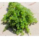 Каулерпа / 100гр. MCaulerpa sp. Каулерпа / 100гр. MCaulerpa sp.