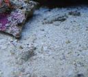 Песок живой культивированный (кг.) MLive sand
