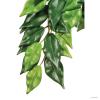 Растение для террариумов Hagen EXO TERRA FIKUS Medium