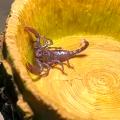 Скорпион пандинус император (с) SPandinus imperator