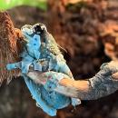 Квакша жабовидная STrachycephalus resinifictrix Квакша жабовидная STrachycephalus resinifictrix