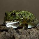 Водонос (пиксицефалус) гигантский MPyxicephalus adspersus Водонос (пиксицефалус) гигантский MPyxicephalus adspersus