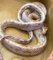 Полоз тонкоxвостый обыкновенный "Calico" MOrthriophis taeniura taeniura "Calico"