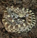Сосновая змея сонорская "Het.Albino" SPituophis catenifer affinis "Het.Alb."