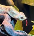 Уж свиноносый "Anaconda toffee" MHeterodon nasicus