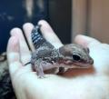 Гемитеконикс толстоxвостый СВ LHemitheconyx caudicinctus