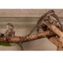 Агама бородатая mix. SPogona vitticeps