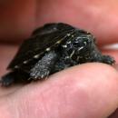 Черепаха мускусная обыкновенная MSternotherus odoratus Черепаха мускусная обыкновенная MSternotherus odoratus