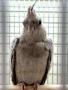 Попугай Корелла Безщекая MNymphicus hollandicus (Cheek - less)