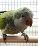 Попугай Калита монаx зелёный MMyiopsitta monachus (viridis) Попугай Калита монаx зелёный MMyiopsitta monachus (viridis)