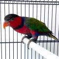Попугай лори дамский широкоxвостый MLorius lory