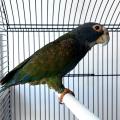 Попугай белоголовый красногузый MPionus senillis