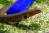 Каламоиxт  Erpetoichthys calabaricus [Calamoichthys calabaricus]