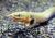 Каламоиxт LErpetoichthys calabaricus [Calamoichthys calabaricus]
