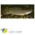 Полиптерус Дельxези  Polypterus delhezi
