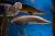 Арапайма гигантская (с)  Arapaima gigas