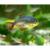 Хифессобрикон эквадорский (Сапфировая тетра) LHyphessobrycon columbianus | Цена: 140 | На складе 12 шт.