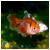 Минор вуалевый  Hyphessobrycon minor [Hyphessobrycon callistus minor]
