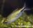 Конго бриллиантовый (Брицинус длинноплавничный)  Brycinus longipinnis (Alestes longipinnis)