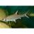 Бала акулий MBalantiocheilus melanopterus | Цена: 495 | На складе 12 шт.