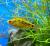 Барбус Шуберта  Puntius semifasciolatus var. (Barbus semifasciolatus, B. schuberti, Puntius sachsi)