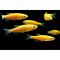 Данио рерио Апельсин  Danio rerio (Brachydanio rerio)