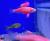 Данио рерио Красный  Danio rerio (Brachydanio rerio)