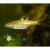 Расбора пятнистоспинная MRasbora dorsiocellata dorsiocellata | Цена: 110 | На складе 30 шт.