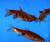 Расбора цветная, Расбора-клоун красочная  Rasbora kalochroma