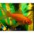 Комета красная MCarassius auratus var. | Цена: 350 | На складе 16 шт.