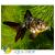 Риукин ситцевый MCarassius auratus var. | Цена: 595 | На складе 1 шт.