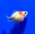 Жемчужина львиноголовая  Carassius auratus var.