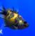 Жемчужина львиноголовая  Carassius auratus var.