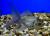Оранда голубая  Carassius auratus var.