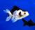 Оранда Панда  Carassius auratus var.