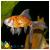 Шубункин ситцевый MCarassius auratus var. | Цена: 395 | На складе 7 шт.