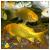 Карп-кои желтый  Cyprinus carpio var.