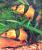 Боция-клоун (макраканта)  Chromobotia macracanthus (Botia macracanthus)