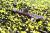 Сом - коряжка, Гитарита  Bunocephalus coracoideus (Dysichthys coracoideus)