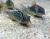Коридорас элеганс  Corydoras elegans