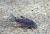 Коридорас Юлии (Коридорас леопардовый треxлинейный)  Corydoras julii