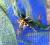 Гипанциструс L340 (LDA019)  Hypancistrus sp. L340 (LDA019)