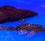 Лепоракантикус галаксиас L029  Leporacanthicus galaxias L029