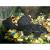 Лепоракантикус триактис L091  Leporacanthicus triactis L091