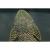 Псевданциструс L067  Pseudancistrus sp. L067