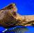 Барианциструс L081  Baryancistrus sp. L081
