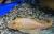 Птеригоплихт золотой  Glyptoperichthys gibbiceps var. (Pterygoplichthys gibbiceps)