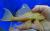 Птеригоплихт золотой  Glyptoperichthys gibbiceps var. (Pterygoplichthys gibbiceps)