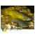 Аплоxейлус линеатус золотистый  Aplocheilus lineatus var. Gold